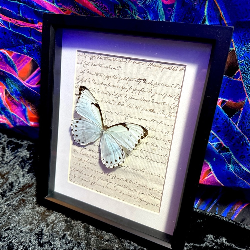 Rare Mint Morpho Butterfly Mounted Taxidermy Framed Wall Art 🦋 - Picture 5 of 13